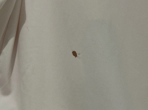 KOSZULKA Niemcy (reprezentacja) 2008 home Adidas L